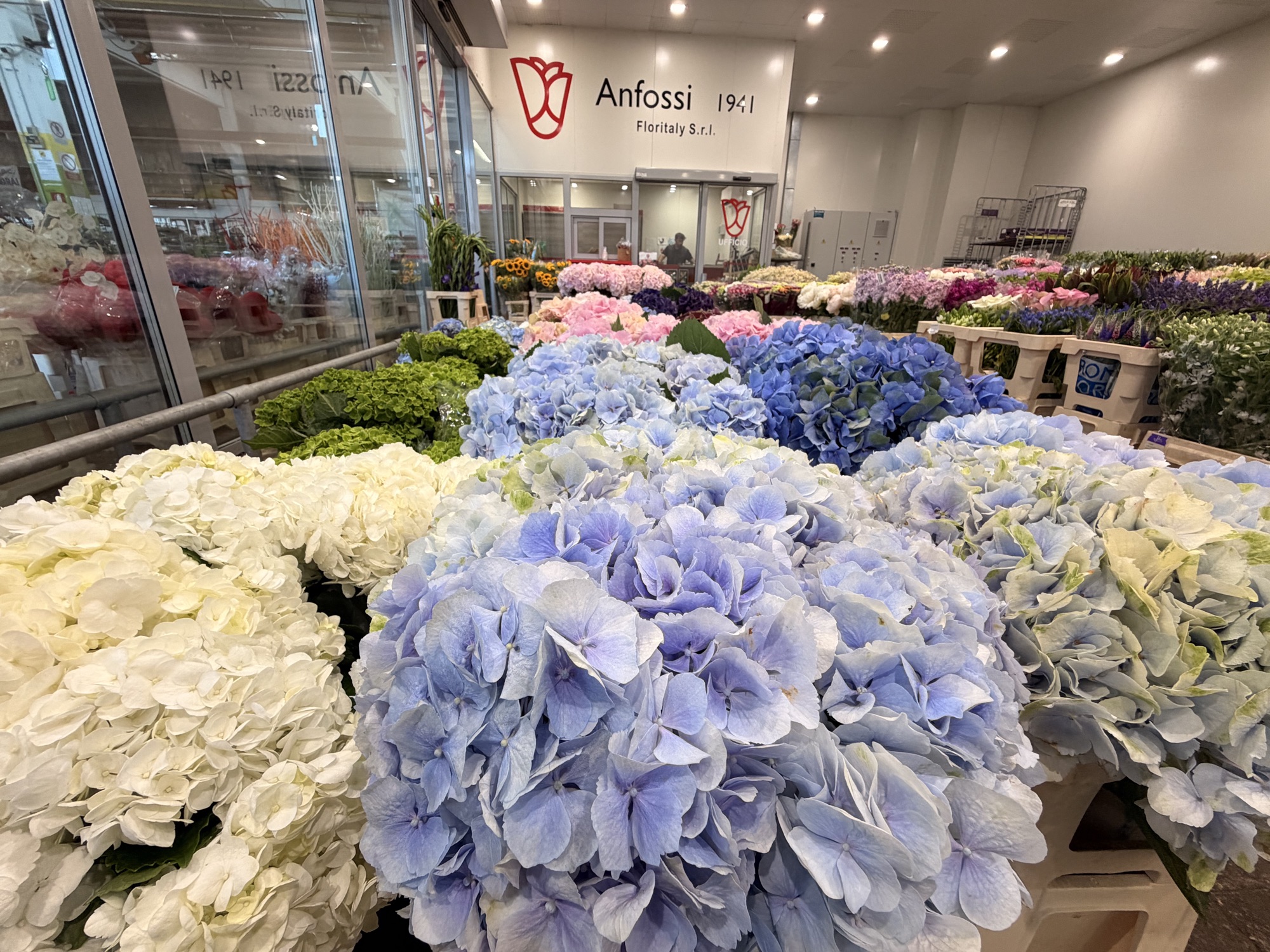 Fiori freschi al Cash & Carry Anfossi 1941
