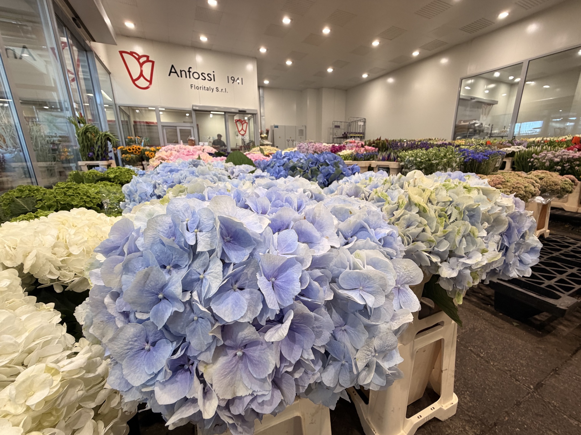 Ortensie azzurre in primo piano