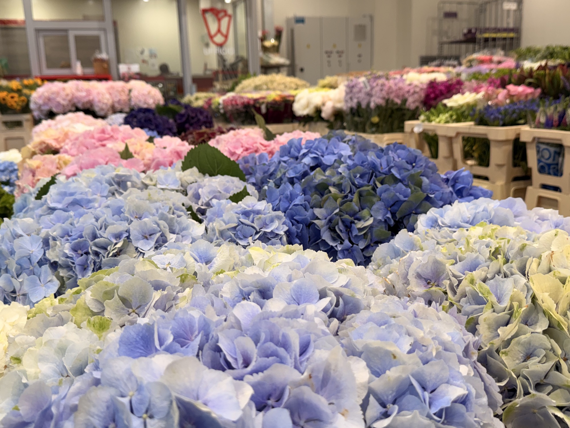 Ortensie rosa e azzurre in esposizione