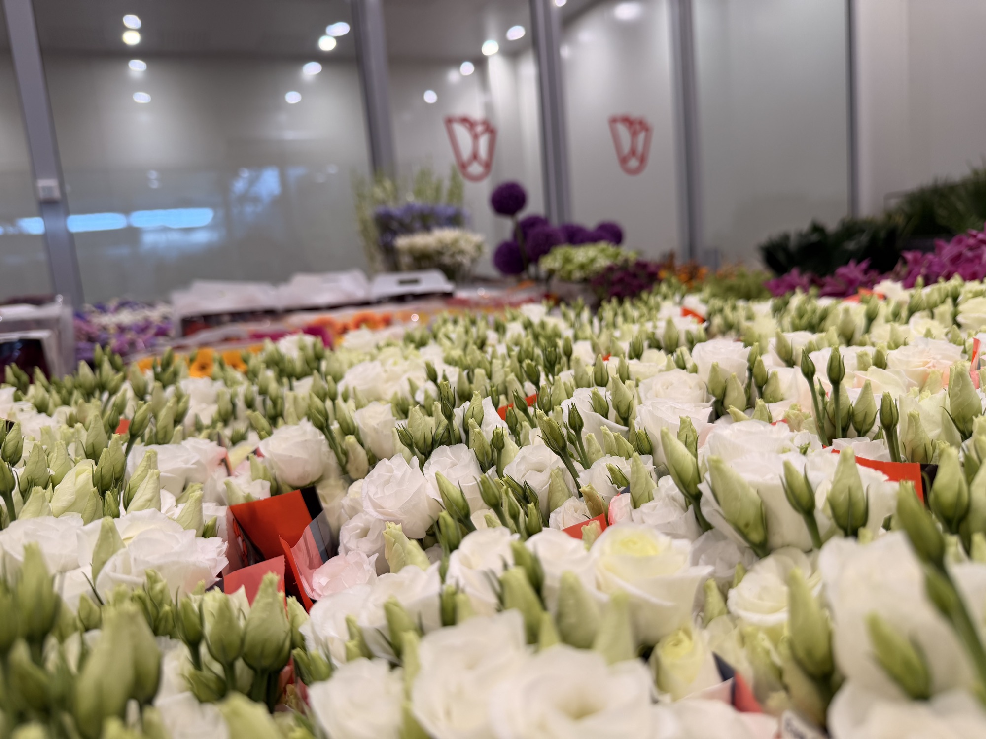 Fiori visibili e conservati al Cash & Carry