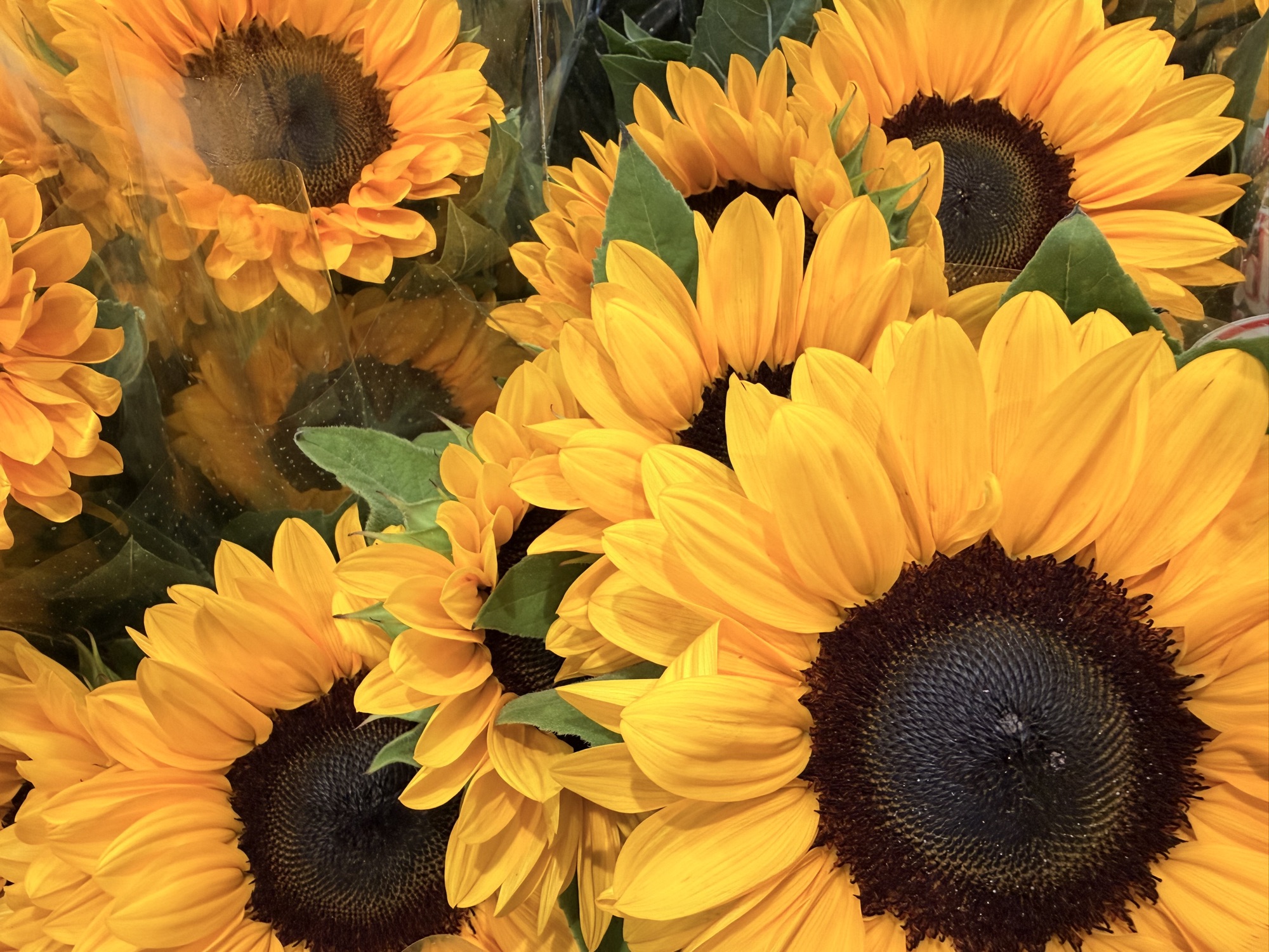 Girasoli freschi al Cash & Carry Anfossi 1941
