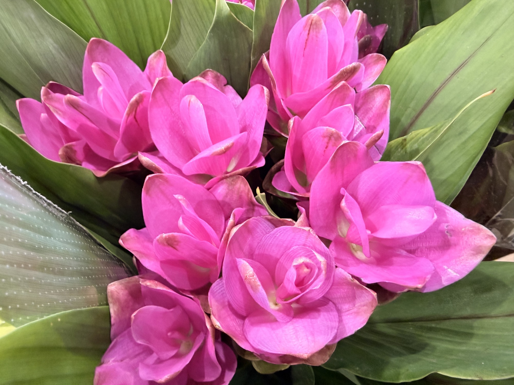 Tulipani rosa in primo piano