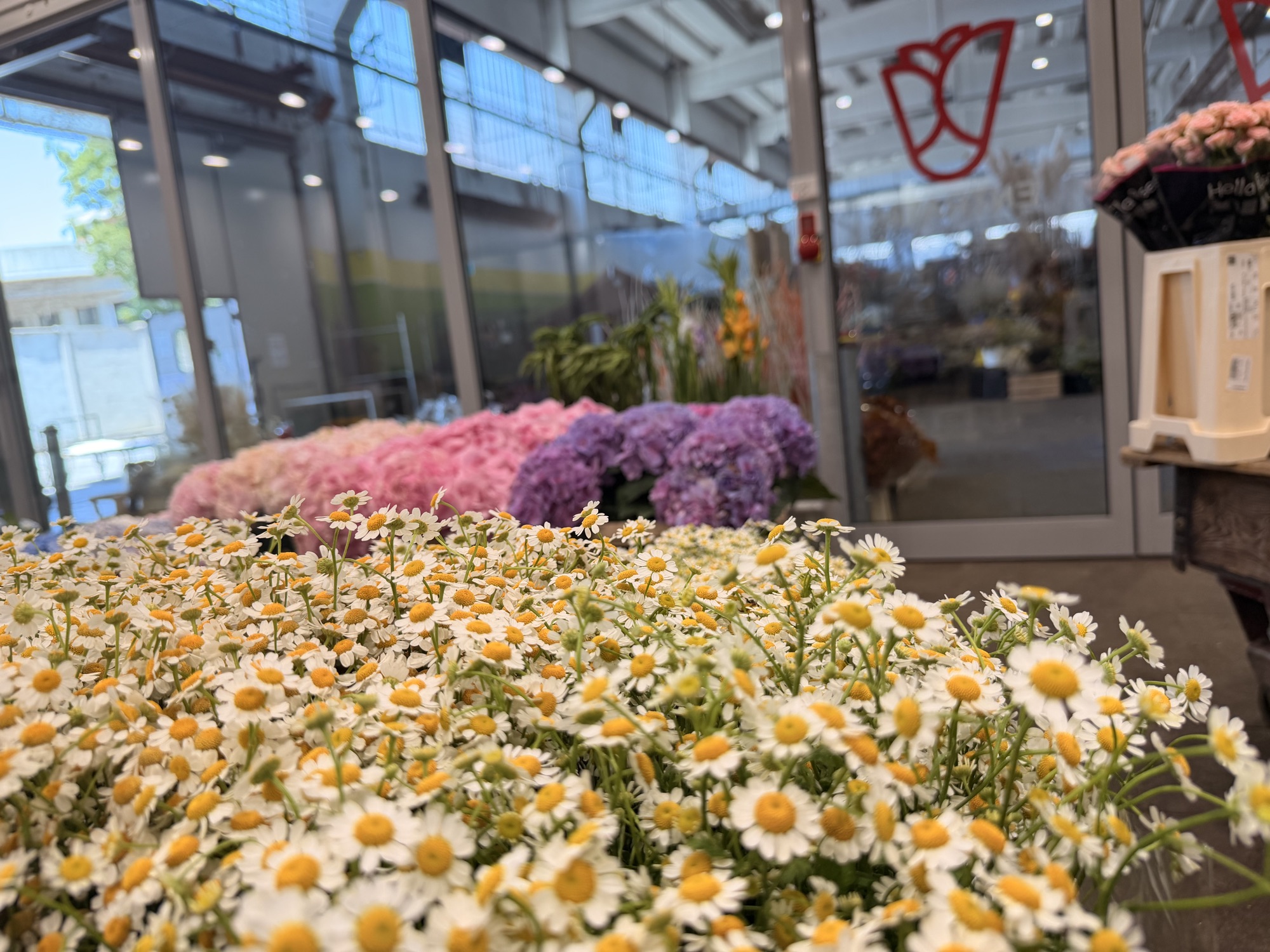 Margherite e fiori a stelo al Cash & Carry