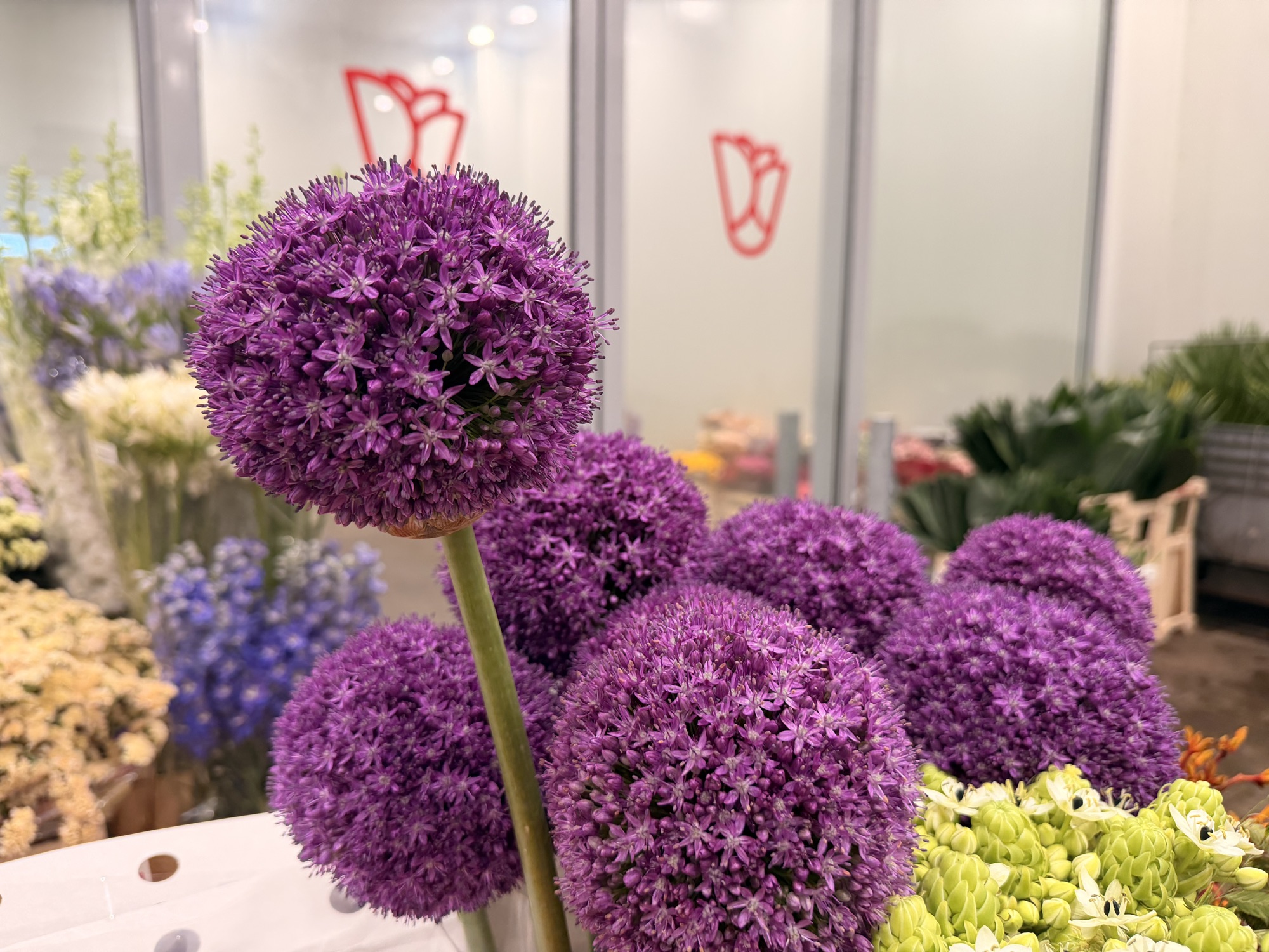 Allium viola in primo piano