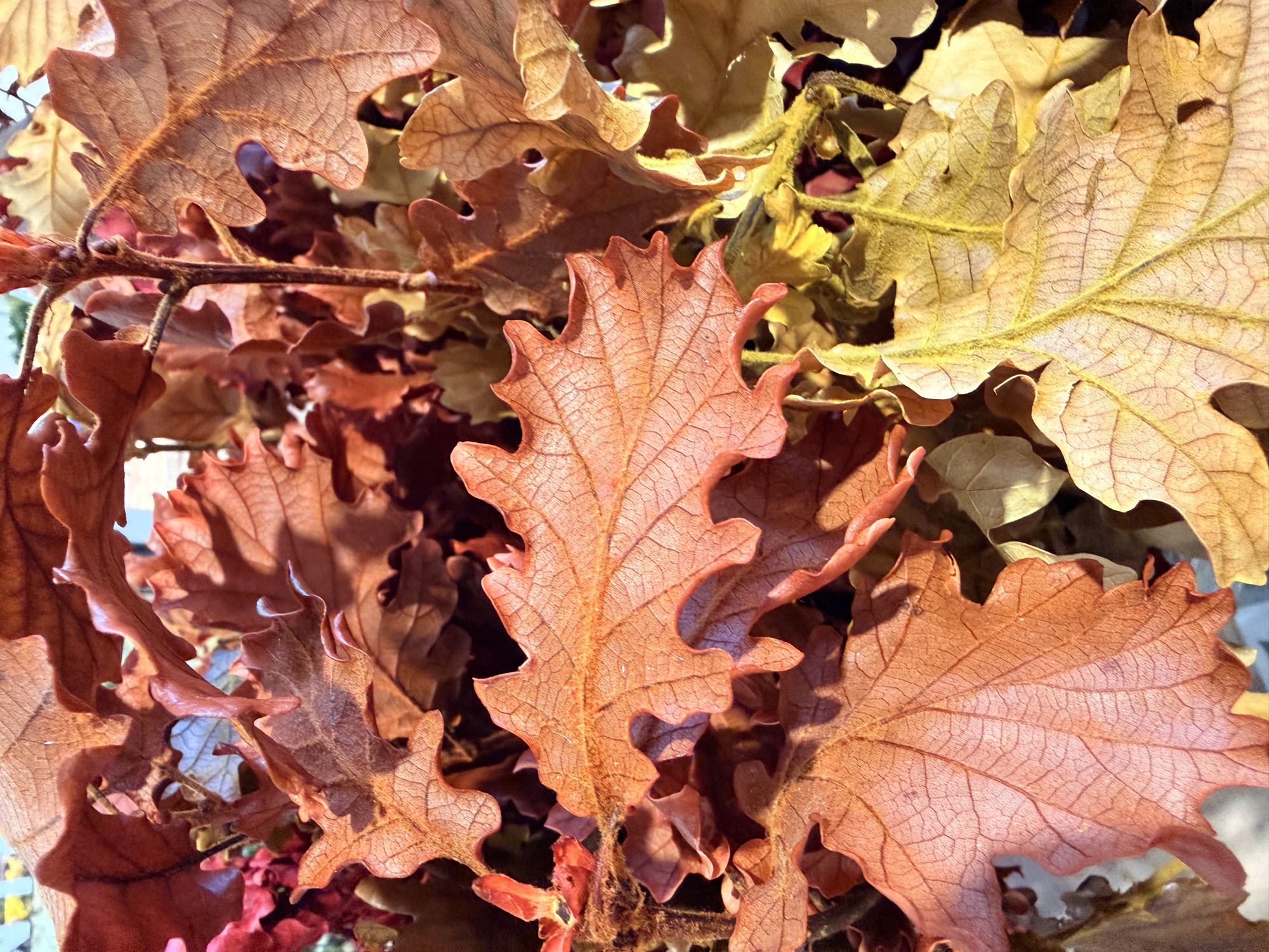 Fogliame autunnale dai toni dorati