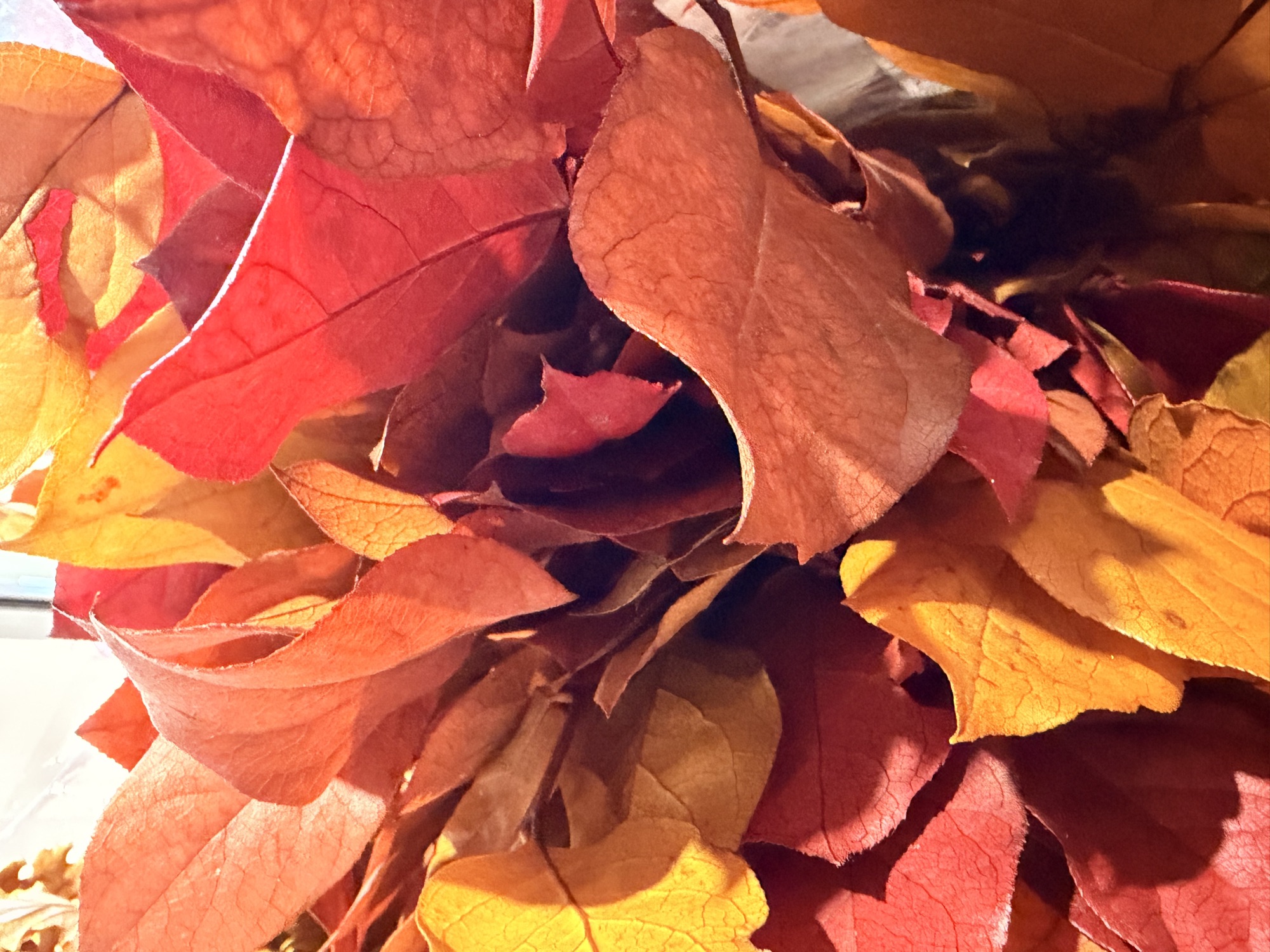 Fogliame autunnale rosso e arancio