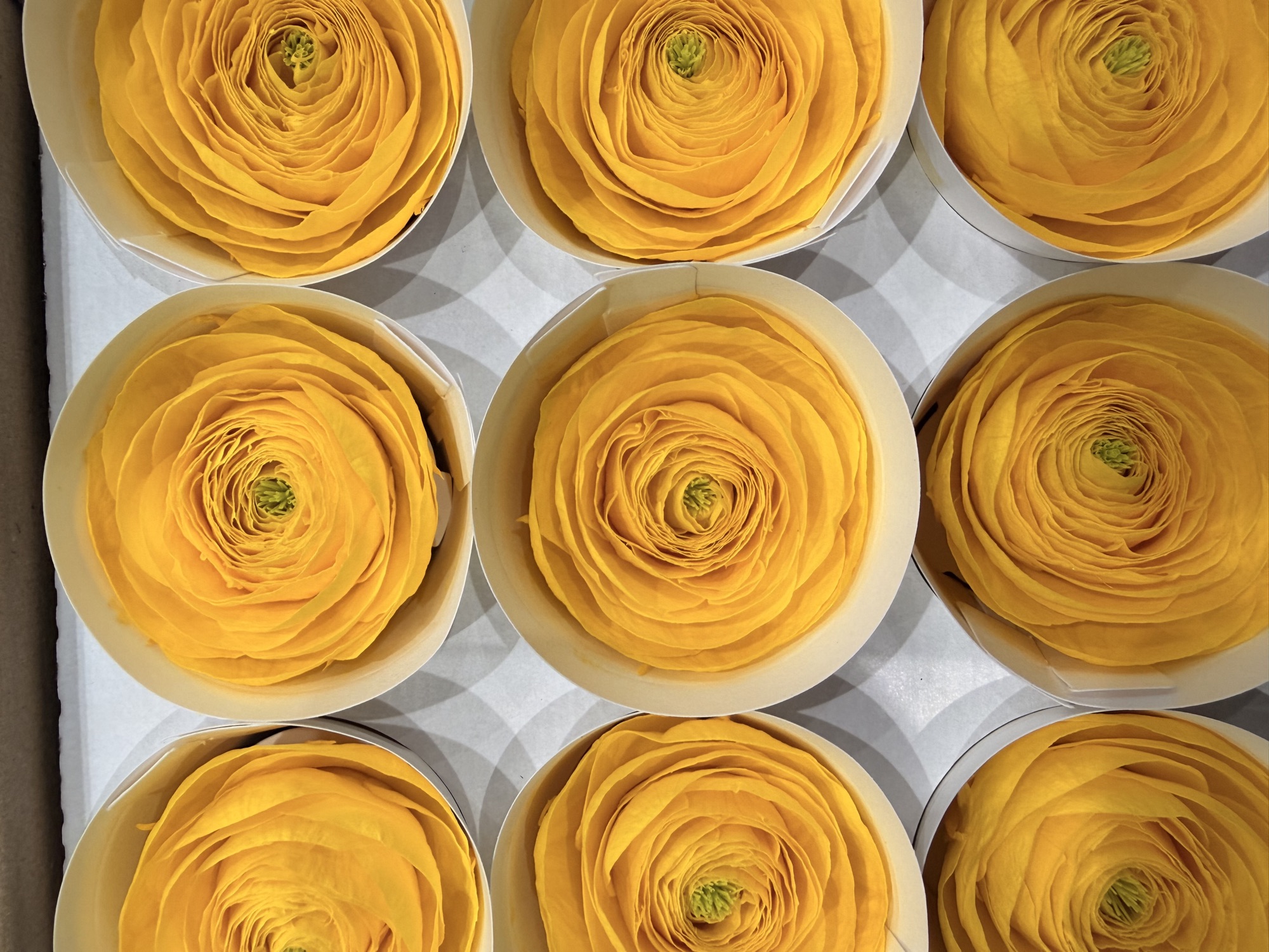 Rose stabilizzate al Cash & Carry Anfossi 1941