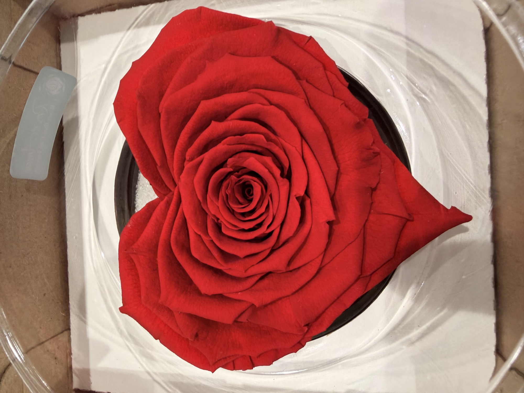 Rosa rossa stabilizzata a forma di cuore