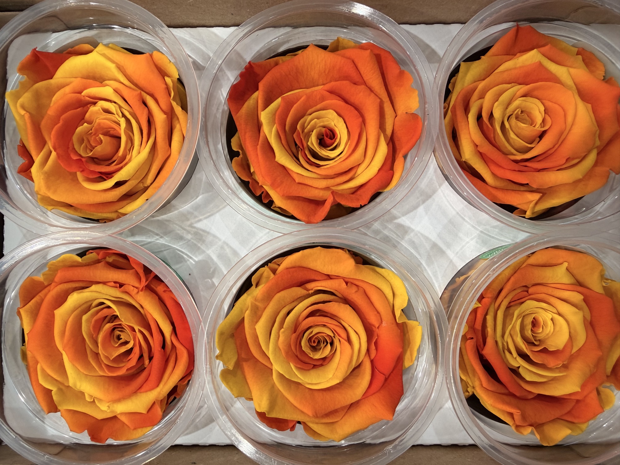 Rose stabilizzate arancioni in confezione