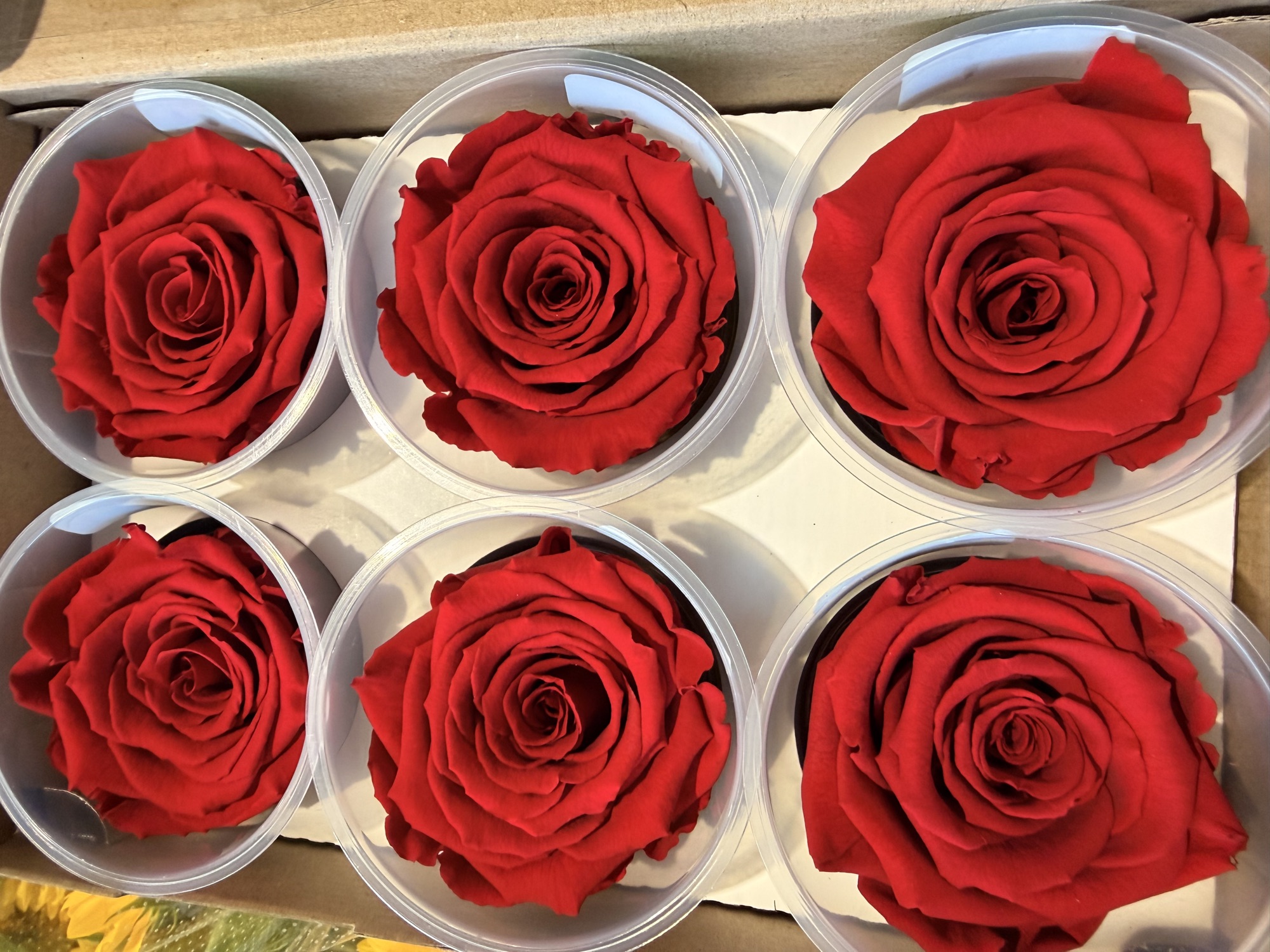 Rose stabilizzate rosse e rosa
