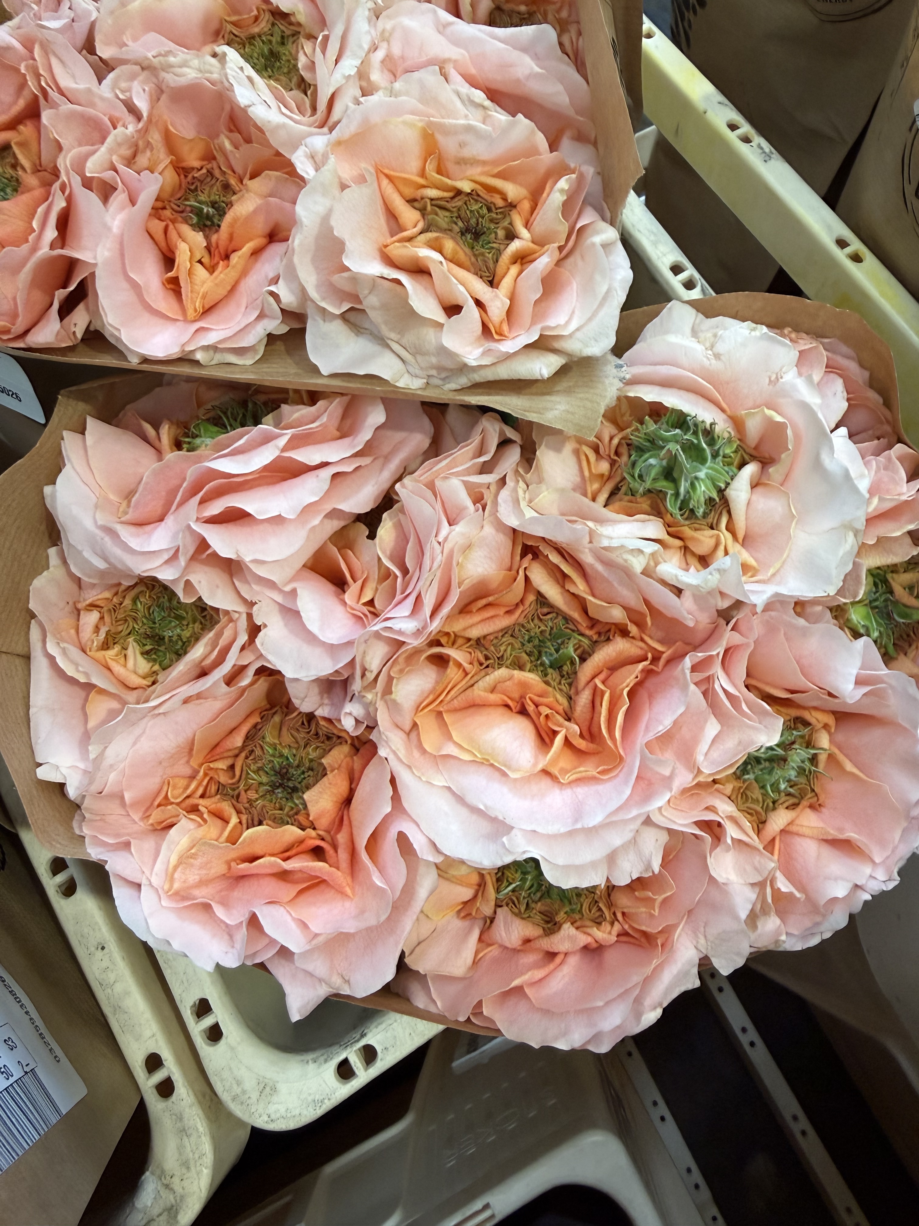 Rose selezionate al Cash & Carry Anfossi 1941