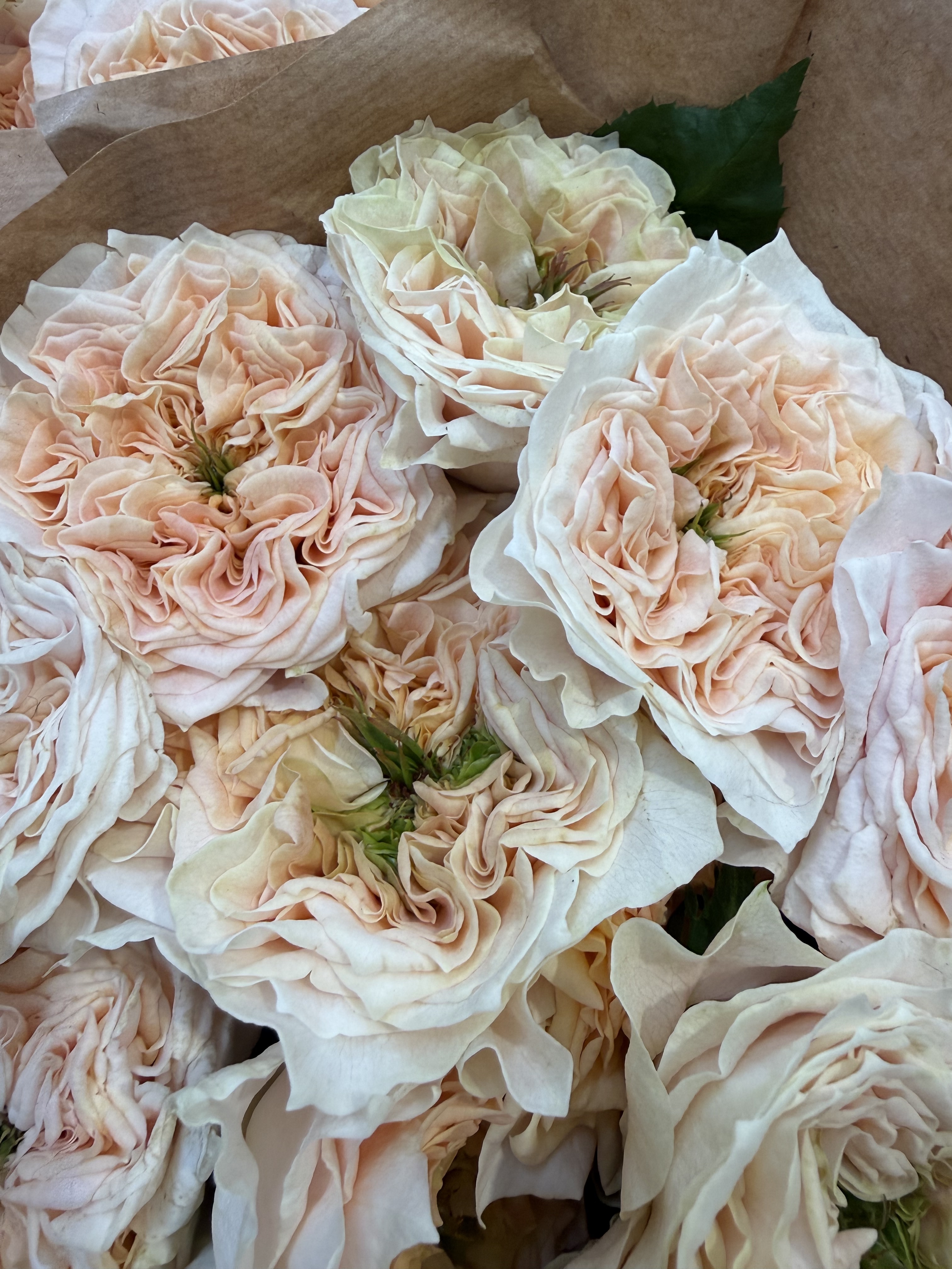 Rose premium al Cash & Carry Anfossi 1941